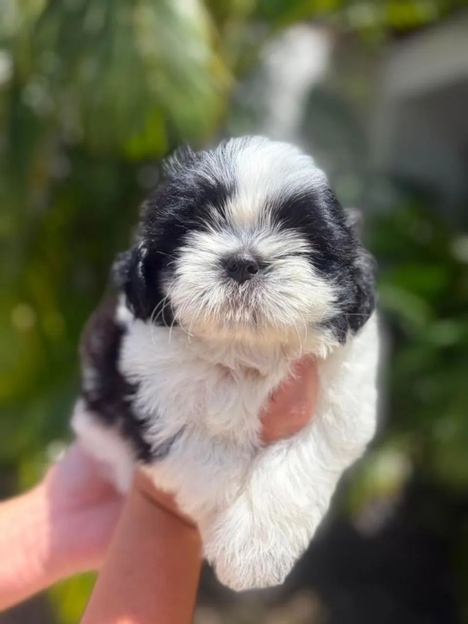 SHIH TZU MACHOS - Foto 2