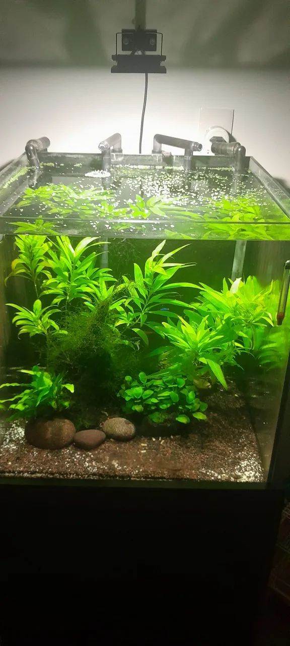 Vendo aquário cubo  plantado low tech
