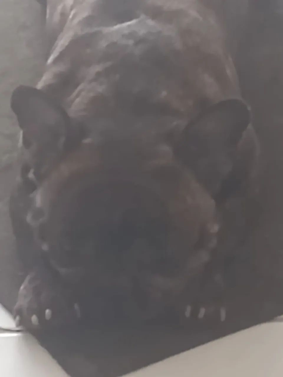Bulldogue francês  - Foto 2