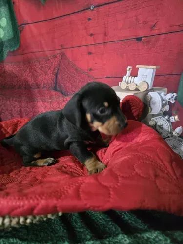 Filhotes de Teckel (Salsicha, Basset) com Criação Dedicada