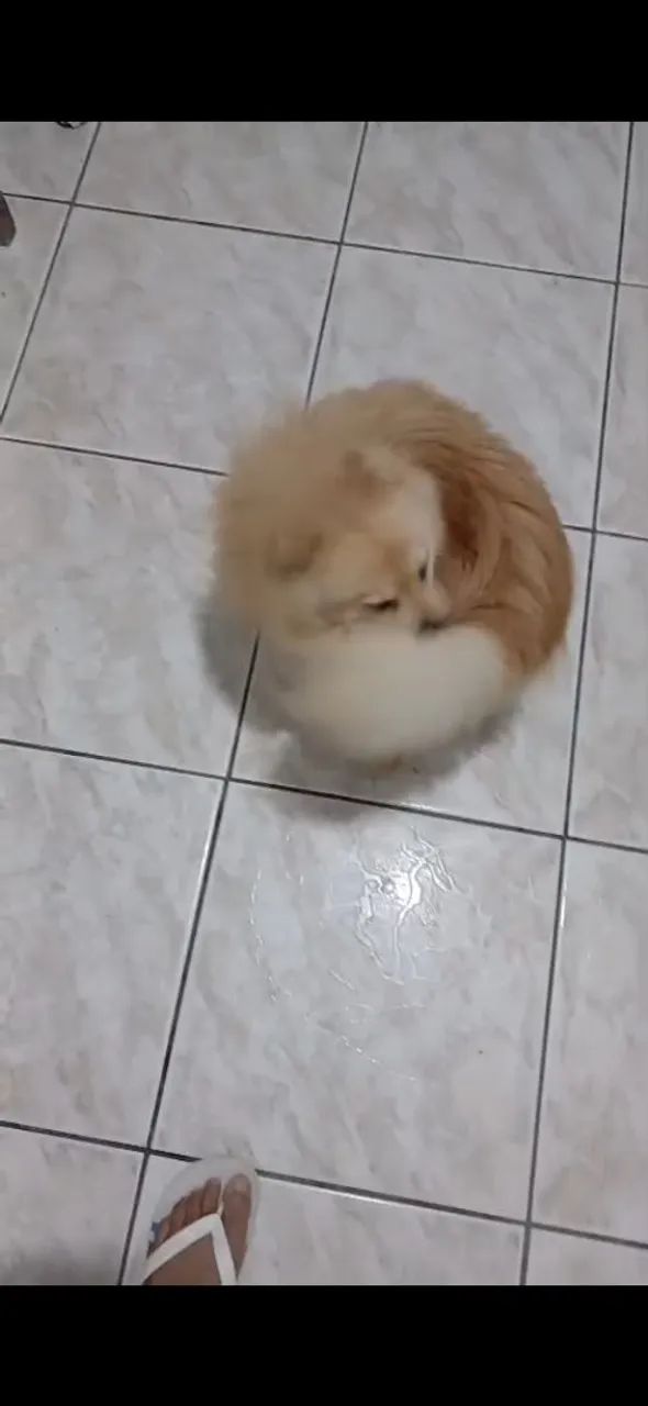 Animais d estimaçao - Foto 2