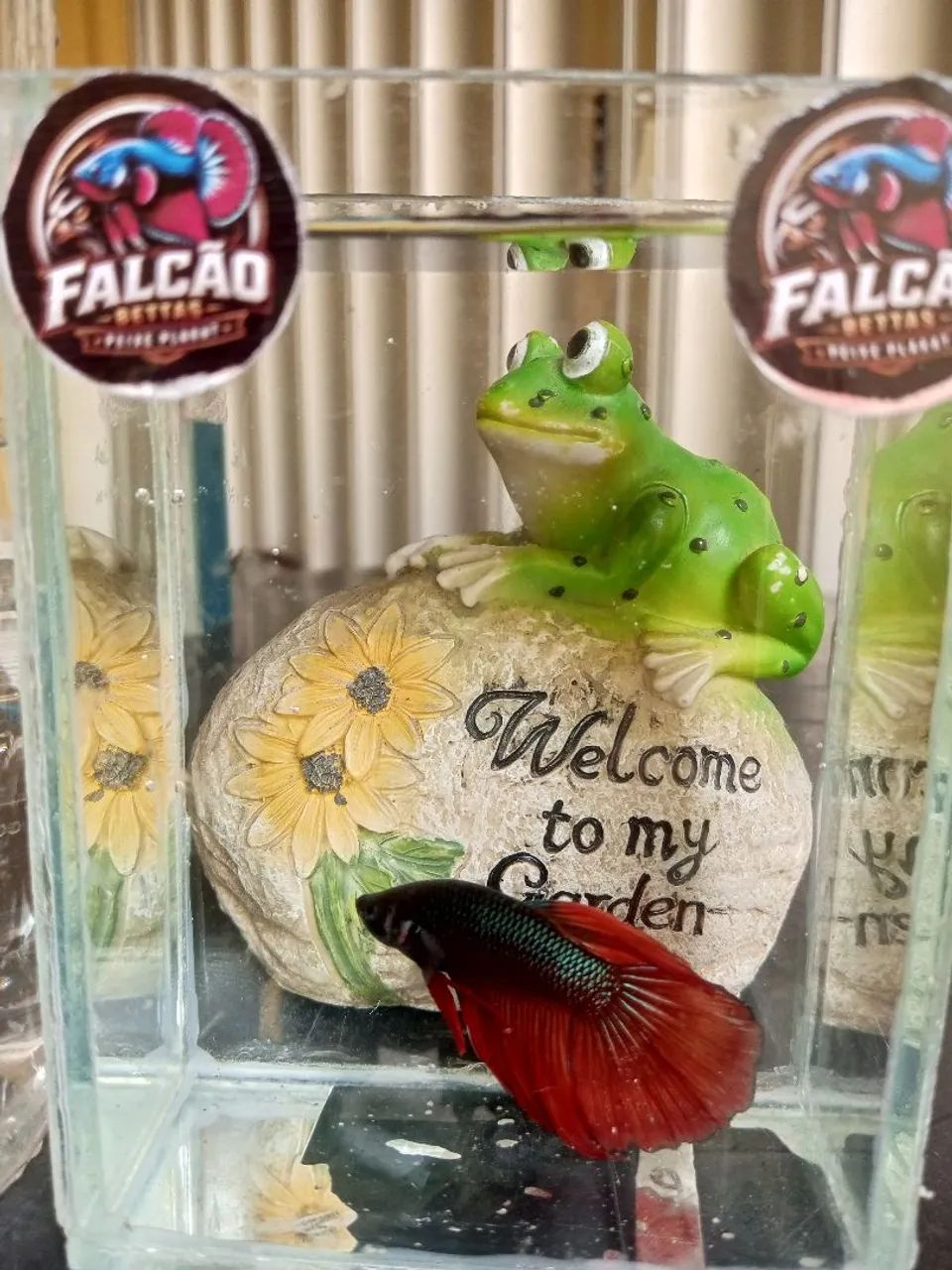 Bettas - Foto 2