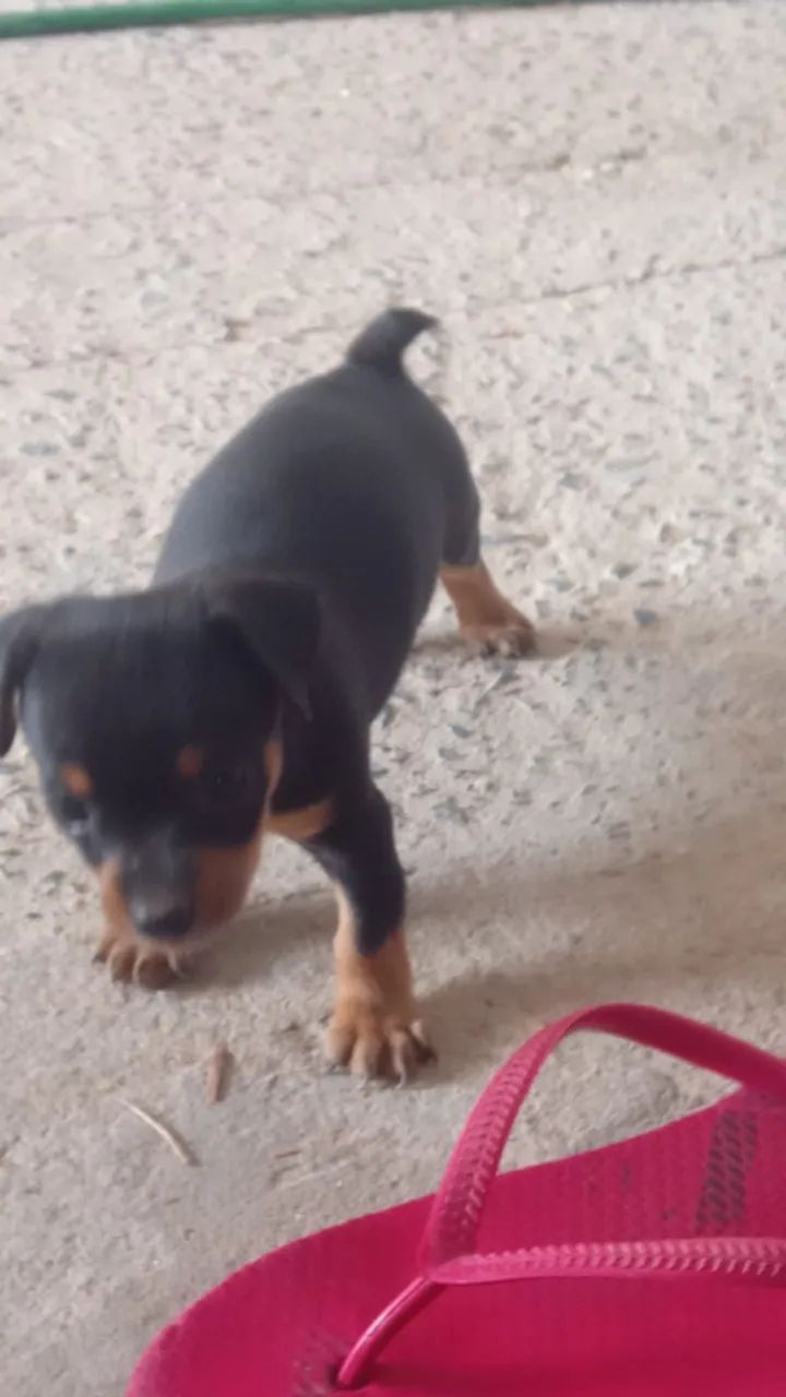 Cachorro - Foto 5