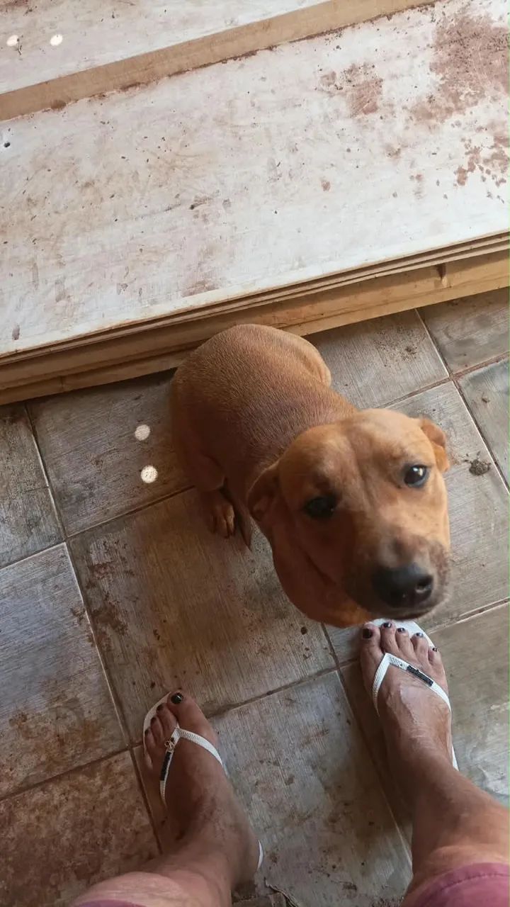 Doação de cachorro 