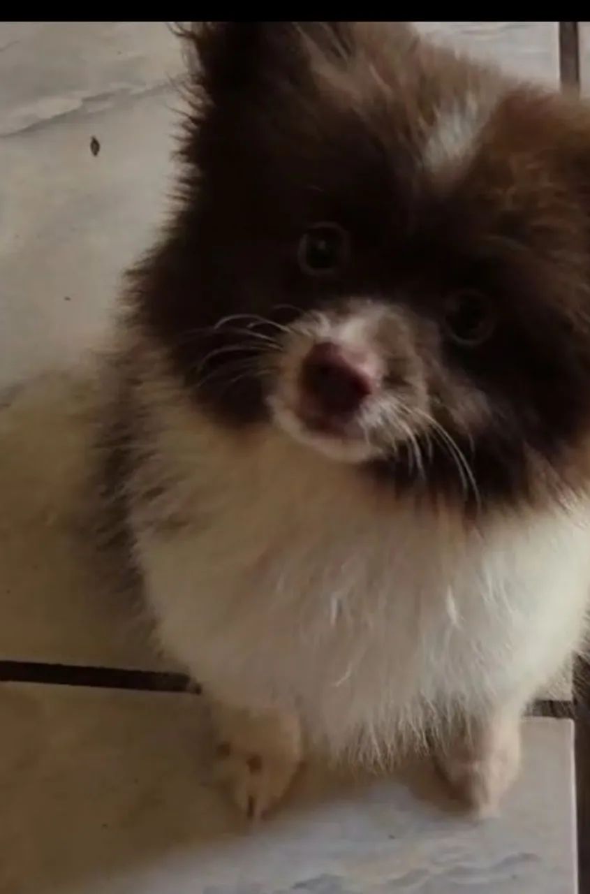 Spitz alemão macho  - Foto 2