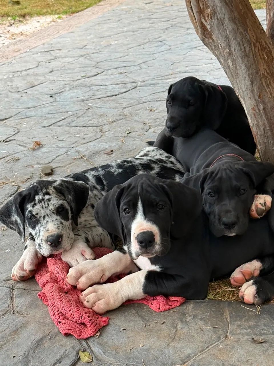 Filhotes Dogue alemão  - Foto 3