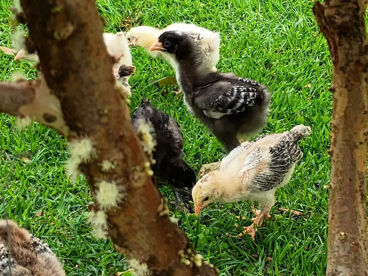 Pintinhos Brahma 30,00 - Foto 3