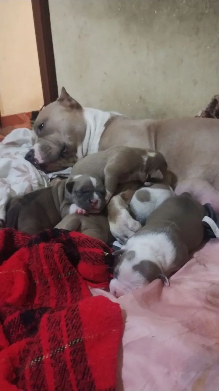 American Bully disponíveis  - Foto 2