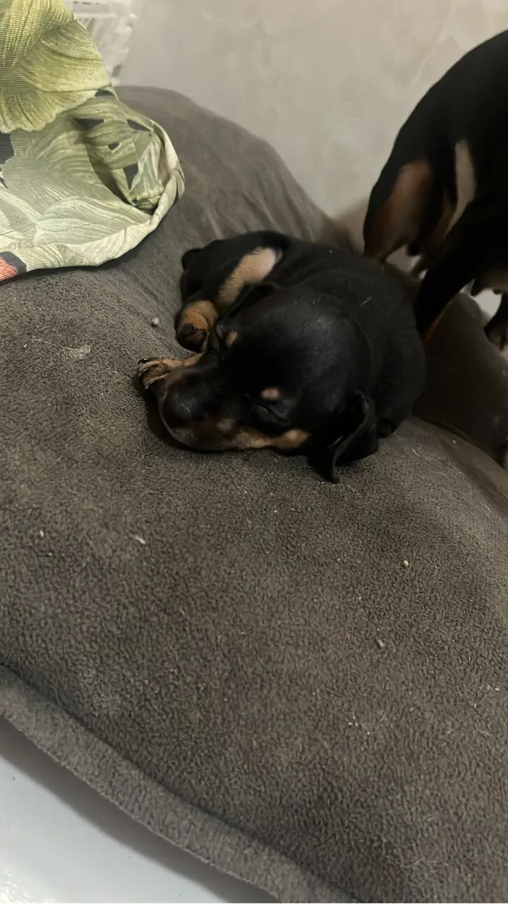 Cachorro 