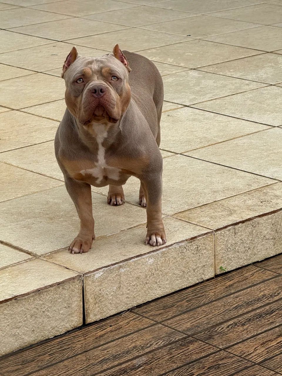 American Bully