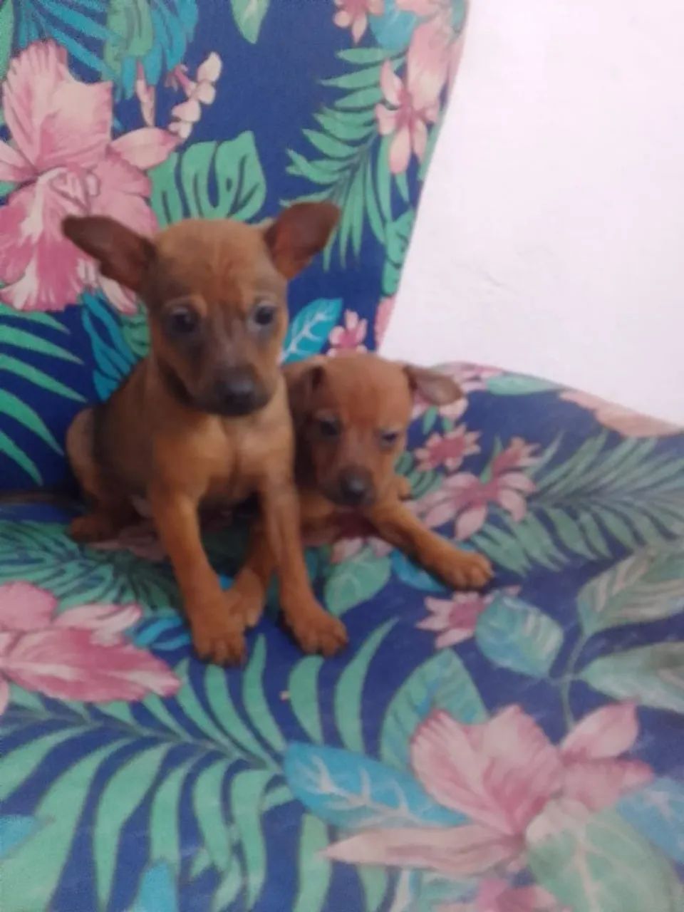 Filhotes de pinscher  - Foto 2