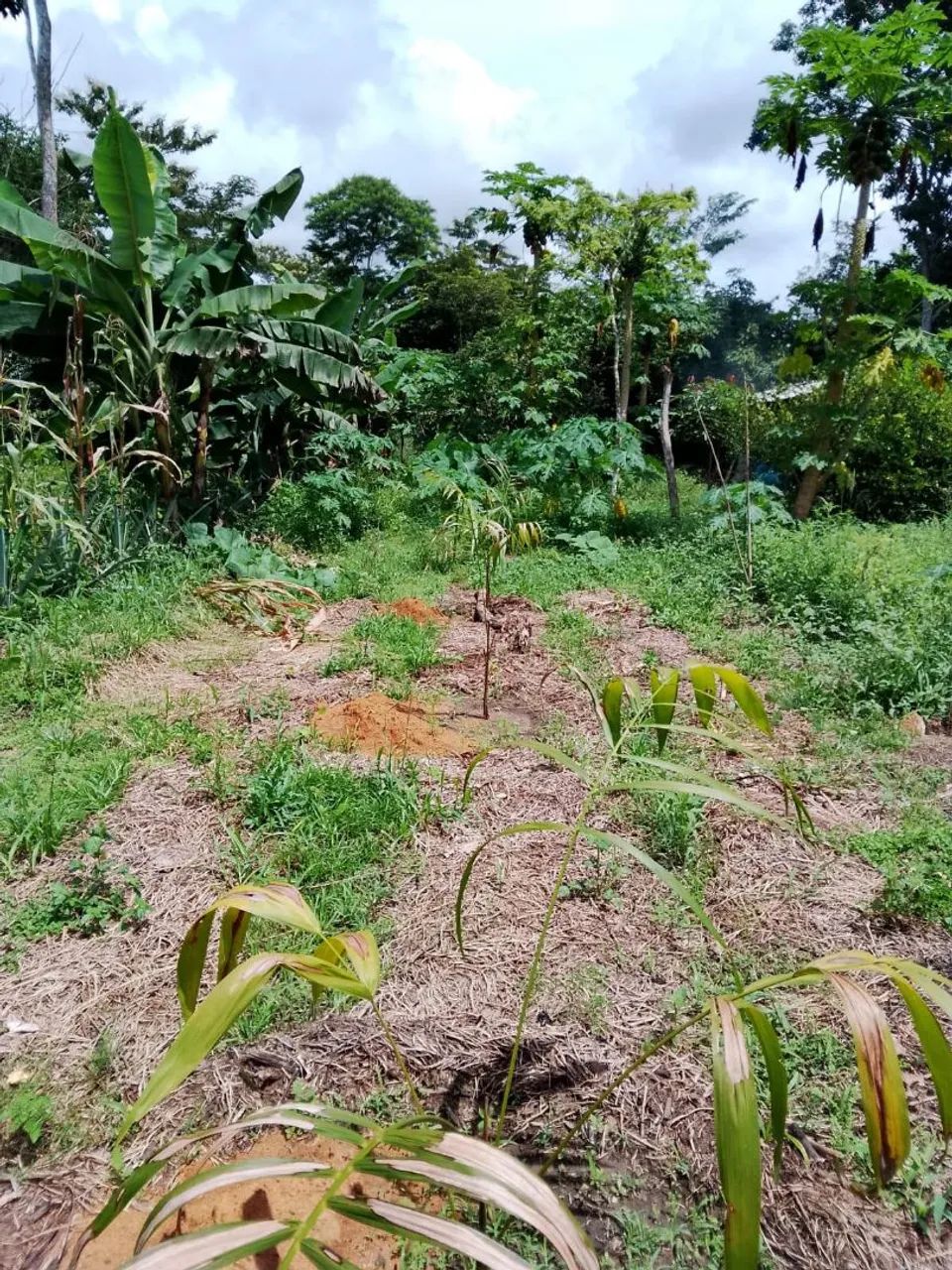 Chácara Metade do preço - 40 km de Parauapebas  - Foto 5