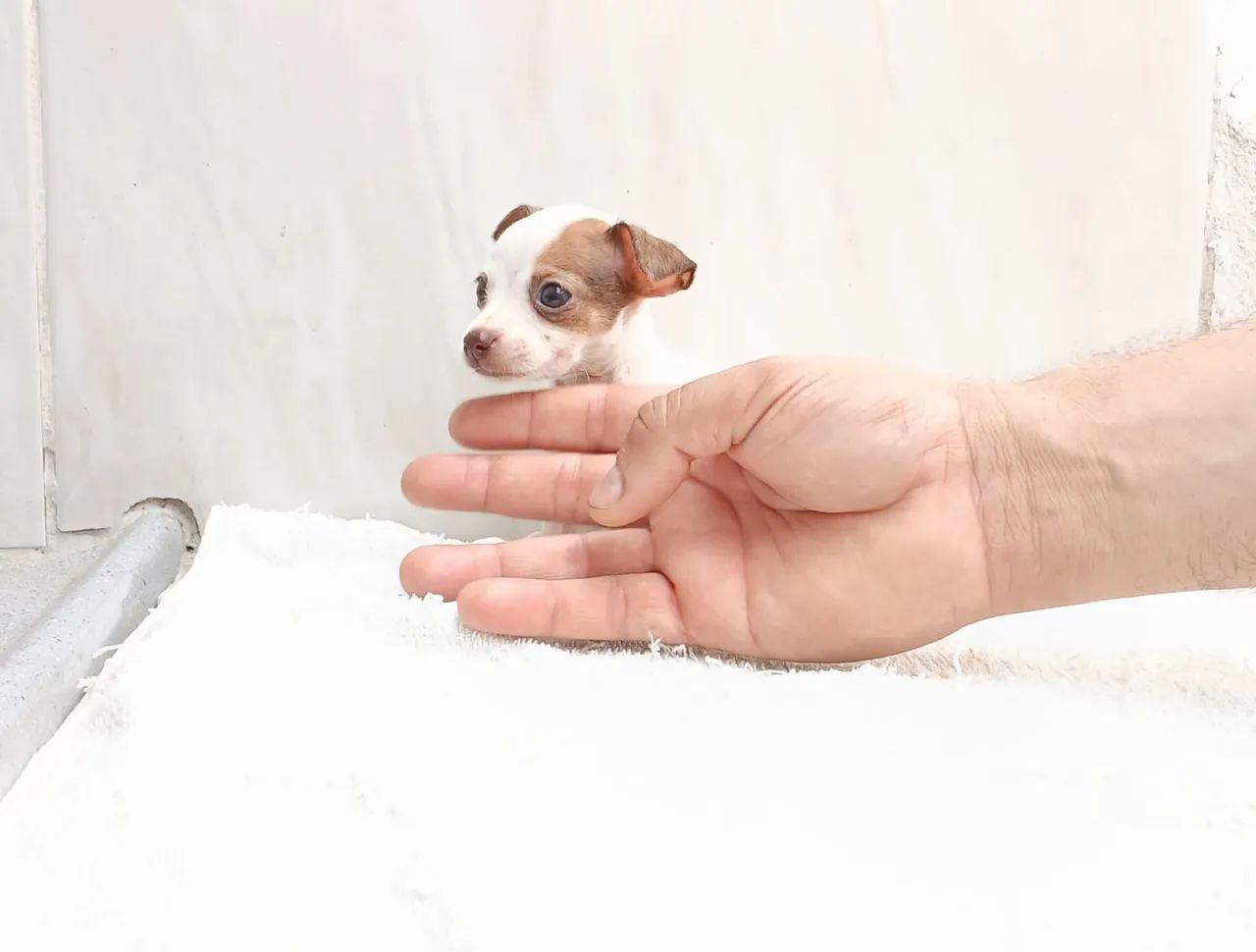 Pinscher N1 LINDO! - Foto 2
