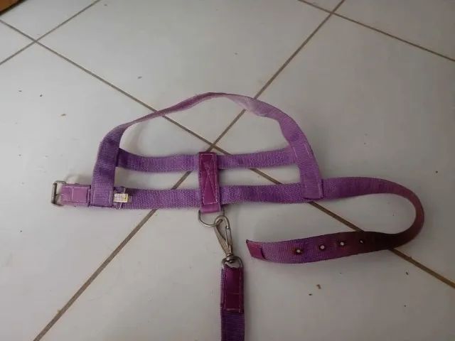 Coleira mais guia para cachorros de grande porte R$ 10,00