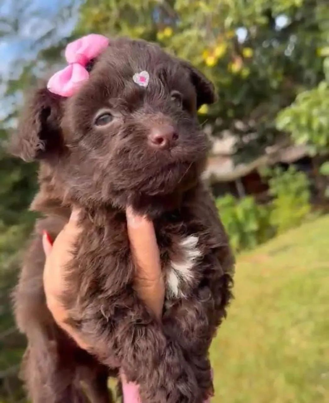 Poodle fêmeas 
