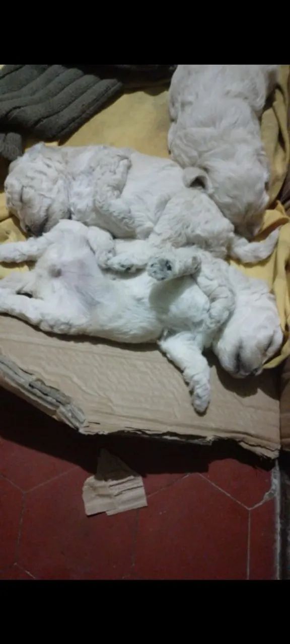 Venda de poodle .. - Foto 3