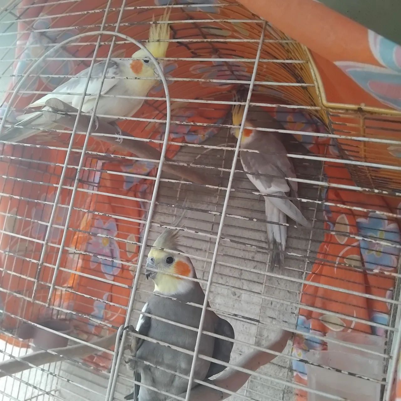 Vendo