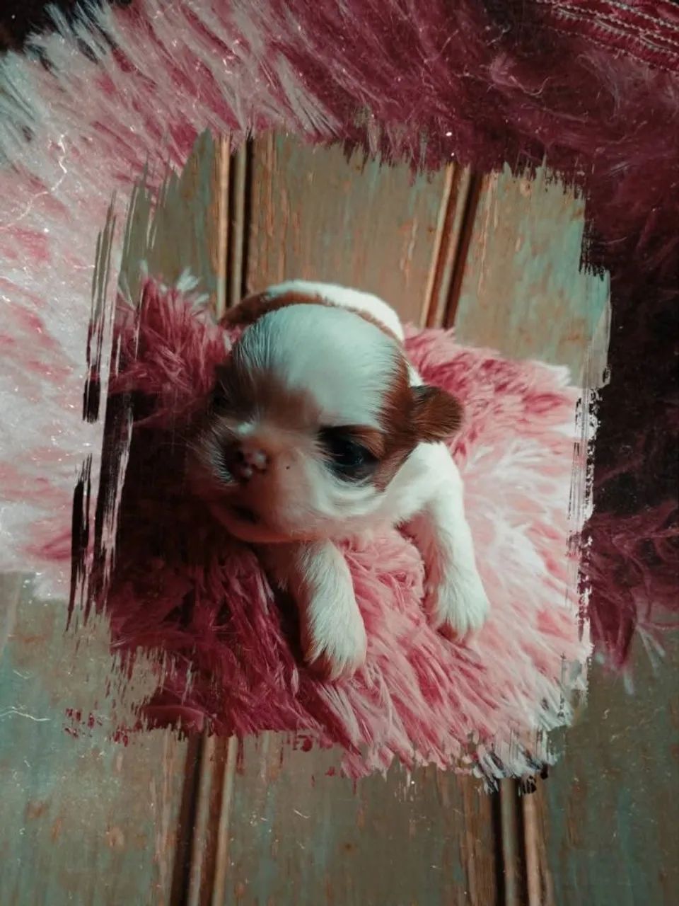 Shih Tzu  - Foto 2