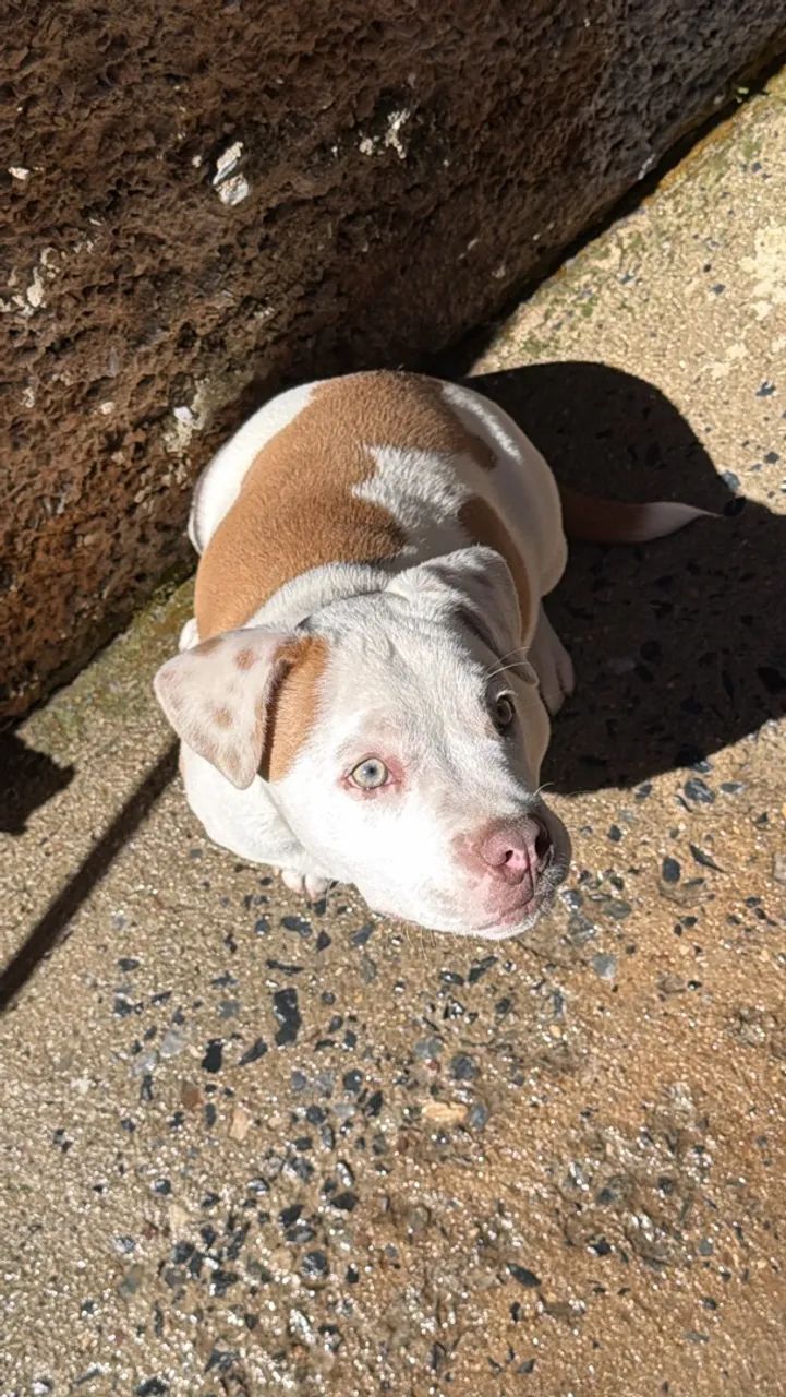 American bully - Foto 3