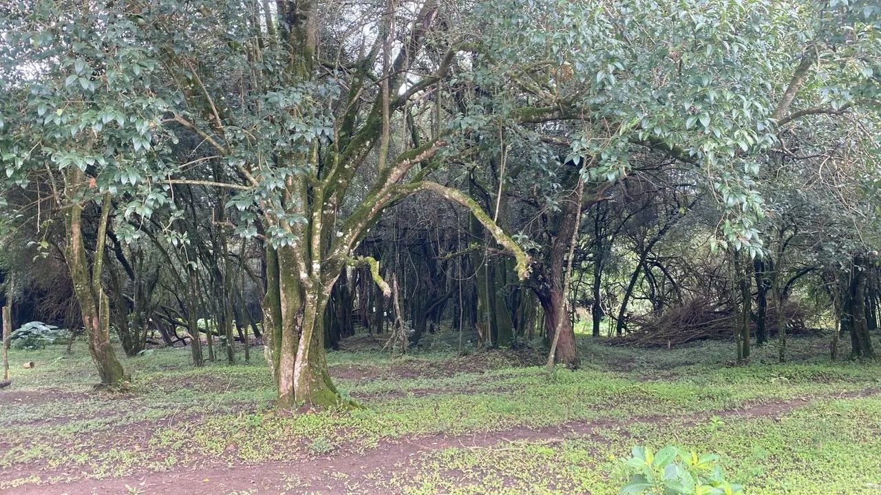 Chácara - Foto 3