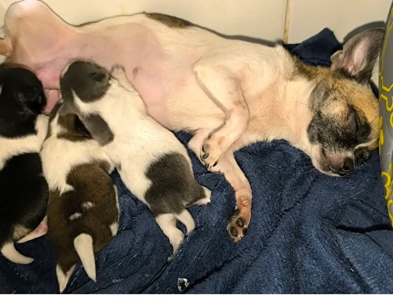 Chihuahuas - Foto 5