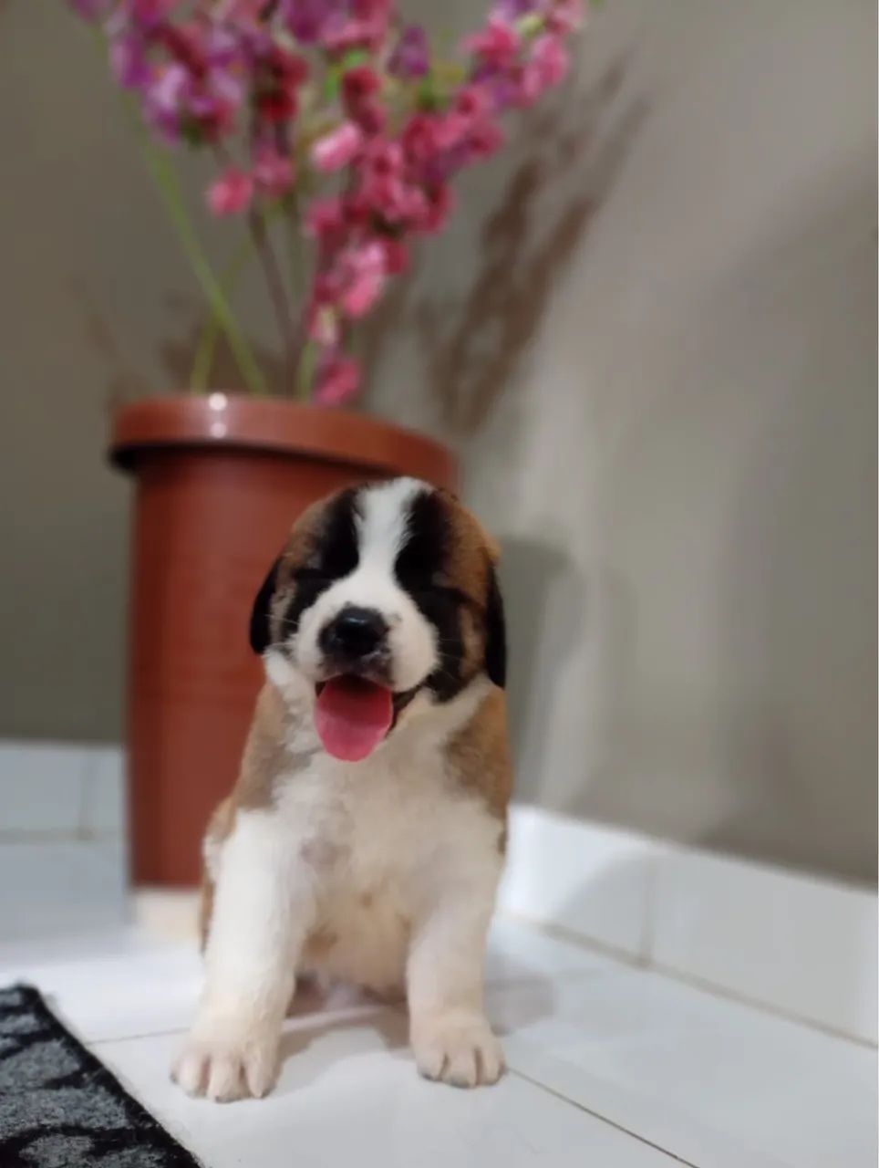 Pet - Foto 3