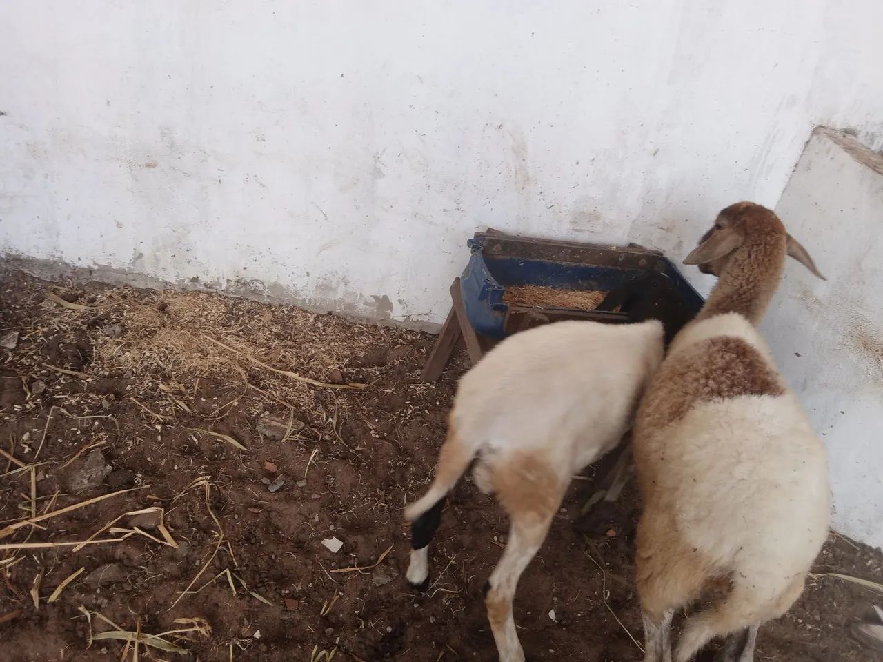 Ovelhas lote - Foto 2