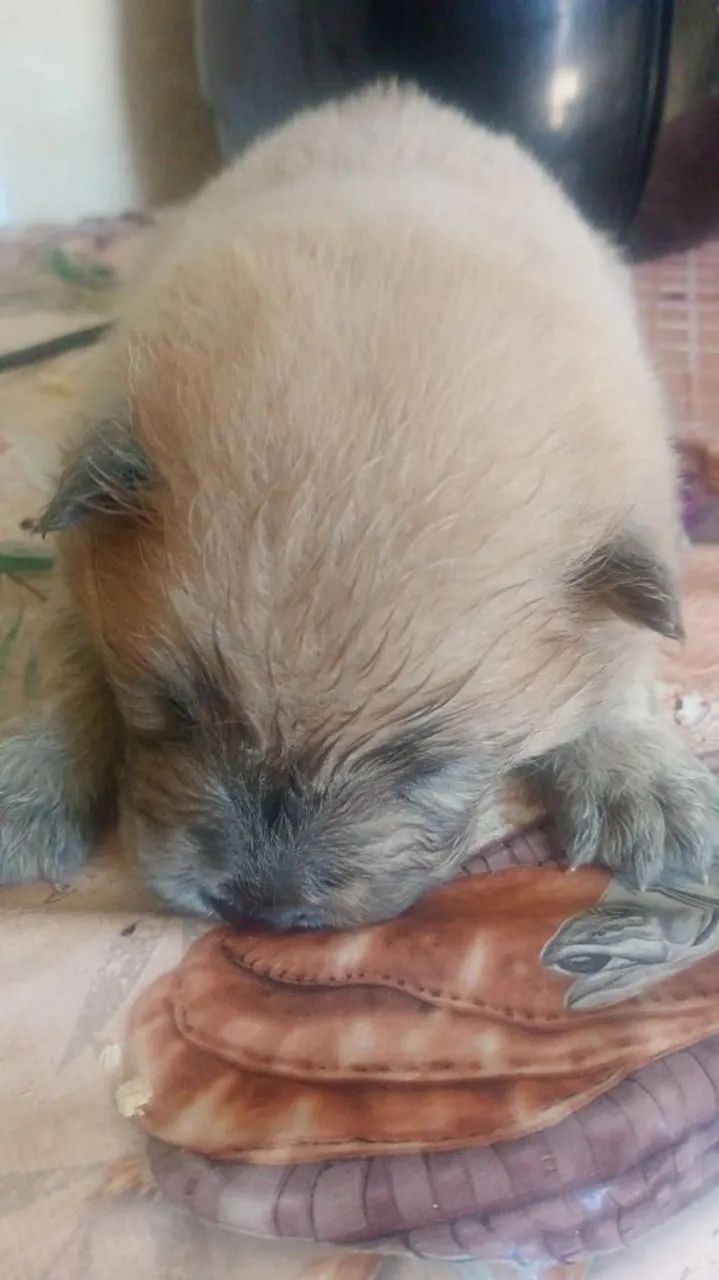 Chowchow macho - Foto 3