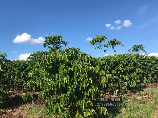 Fazenda em Nova Venécia ES com 25 alqueires (121 hectares) - Foto 9