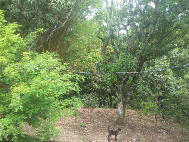 VENDO linda chácara em Brazlandia DF no Pulador - Foto 5