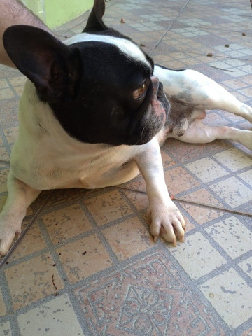 Bulldog francês - Foto 2
