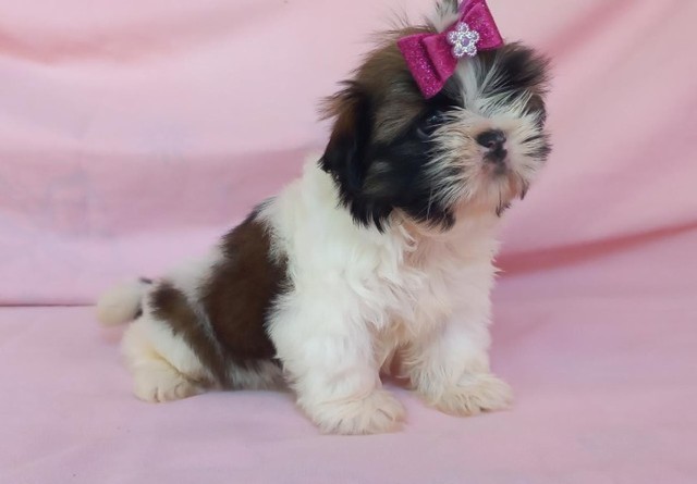 Shih Tzu Fêmea (pequena) A melhor !