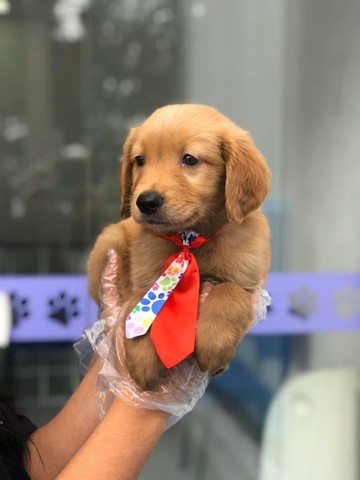 Golden Retriever bem fofinhos $$ - Cachorros e acessórios - Perdizes, São  Paulo 904740490