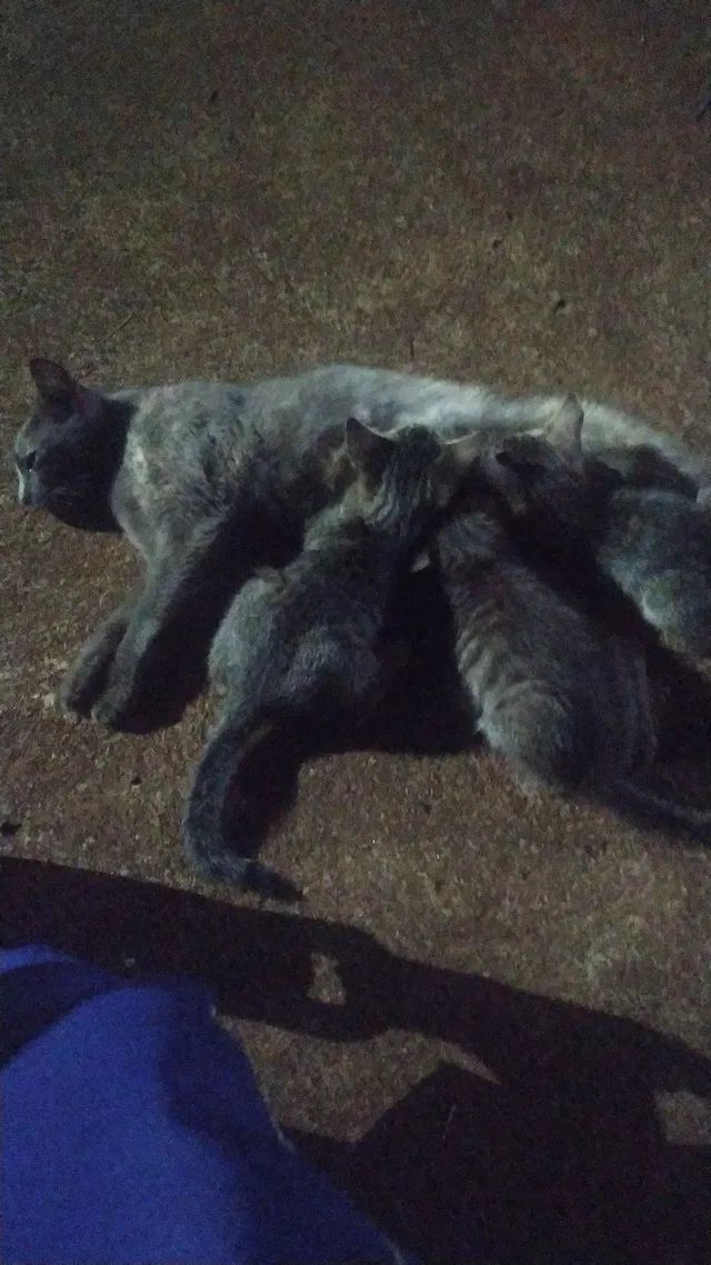 Estou doando meus gatos