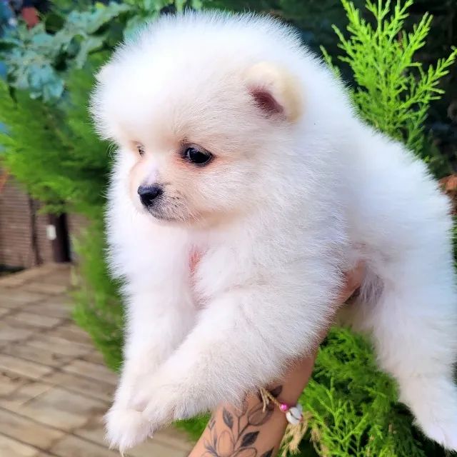 Spitz Alemão - Pedigree CBKC - 10x s juros - Foto 3