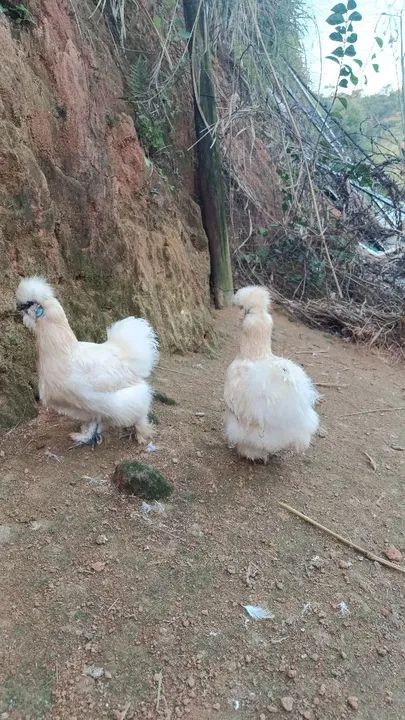 Pintinhos de Sedosa - Foto 3