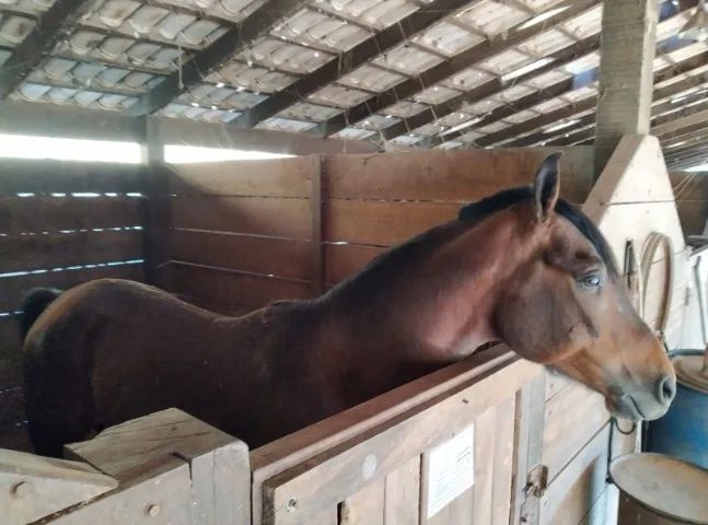 Cavalo Mangalarga - Foto 5