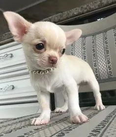 Chihuahua filhotes 