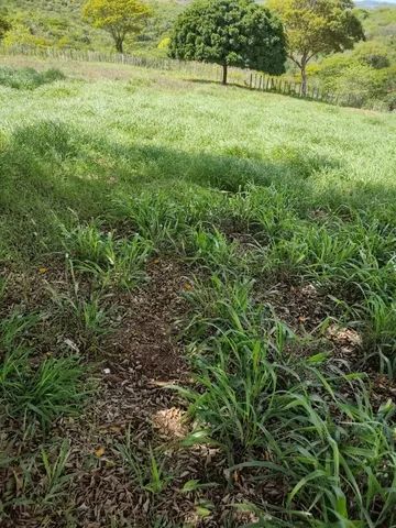 Fazenda em Rui Barbosa  - Foto 5