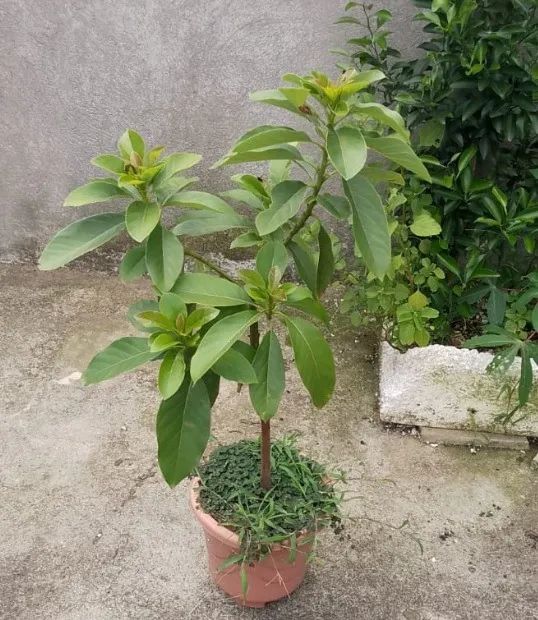 Frutiferas - 58 mudas diversos tamanhos - Muito barato. - Foto 2