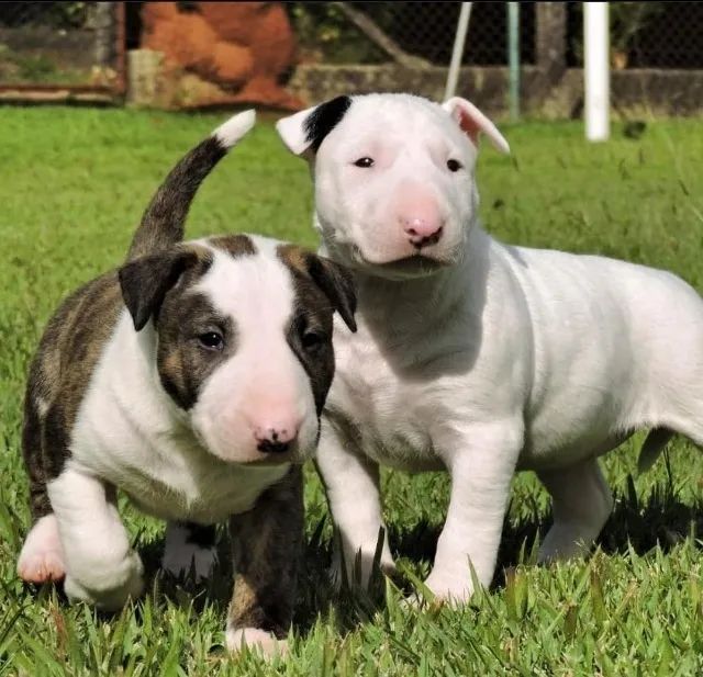 Bull terrier filhotes disponiveis  - Foto 6