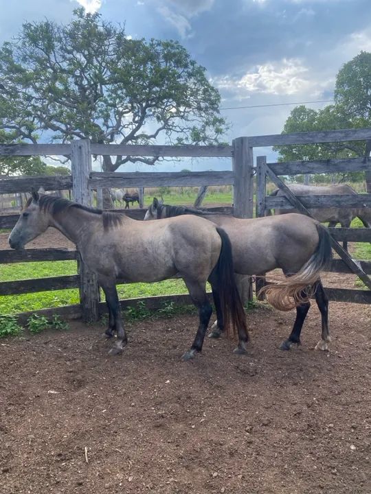 Égua quarto de milha  - Foto 2
