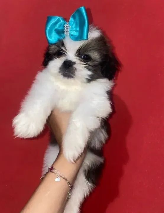Filhote de Shih Tzu Fêmea adorável a pronta entrega 
