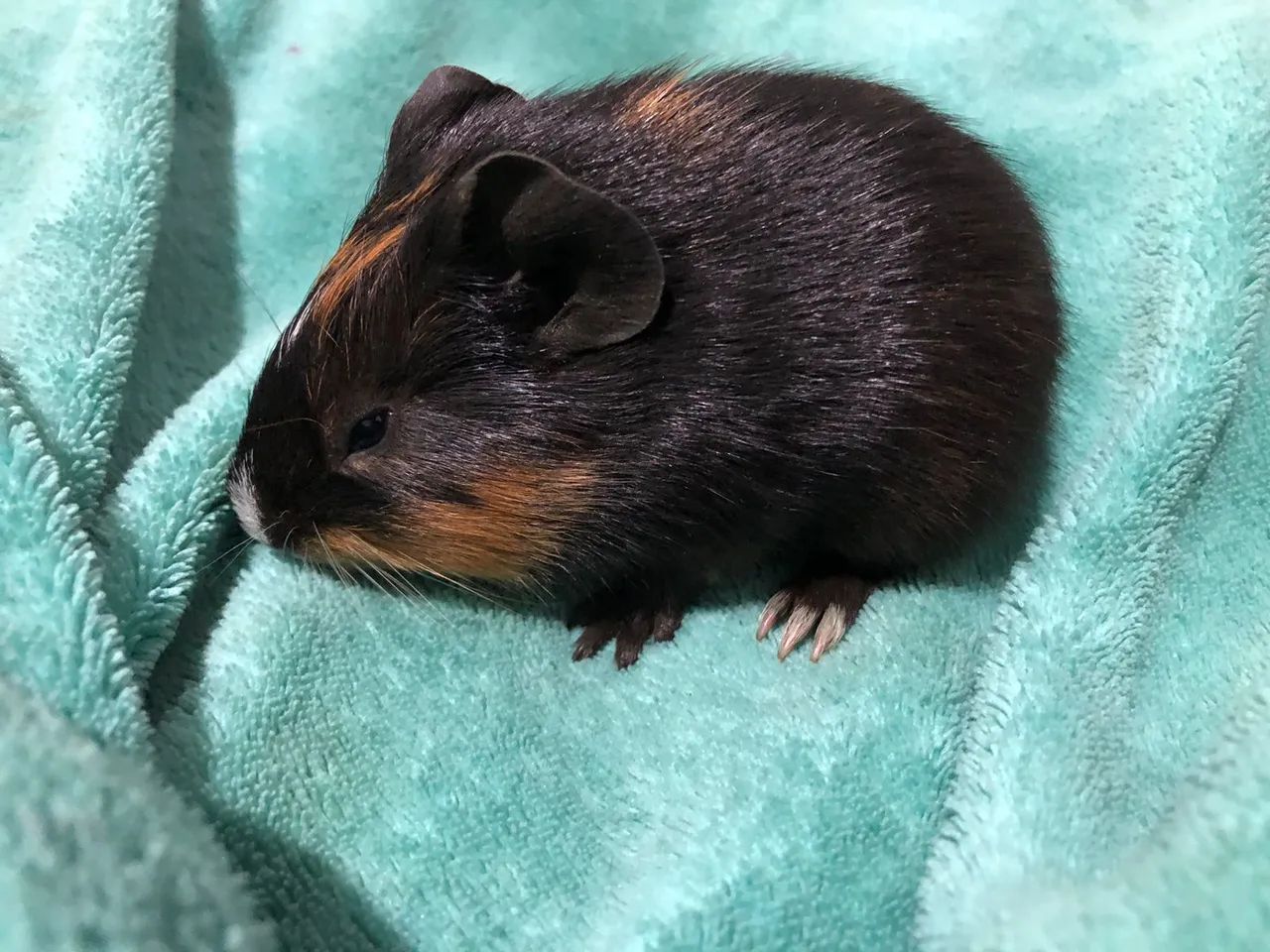 Porquinho da índia preá raro