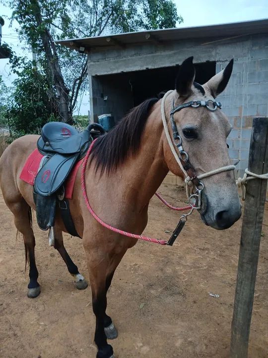 Egua baia prá vender  - Foto 2