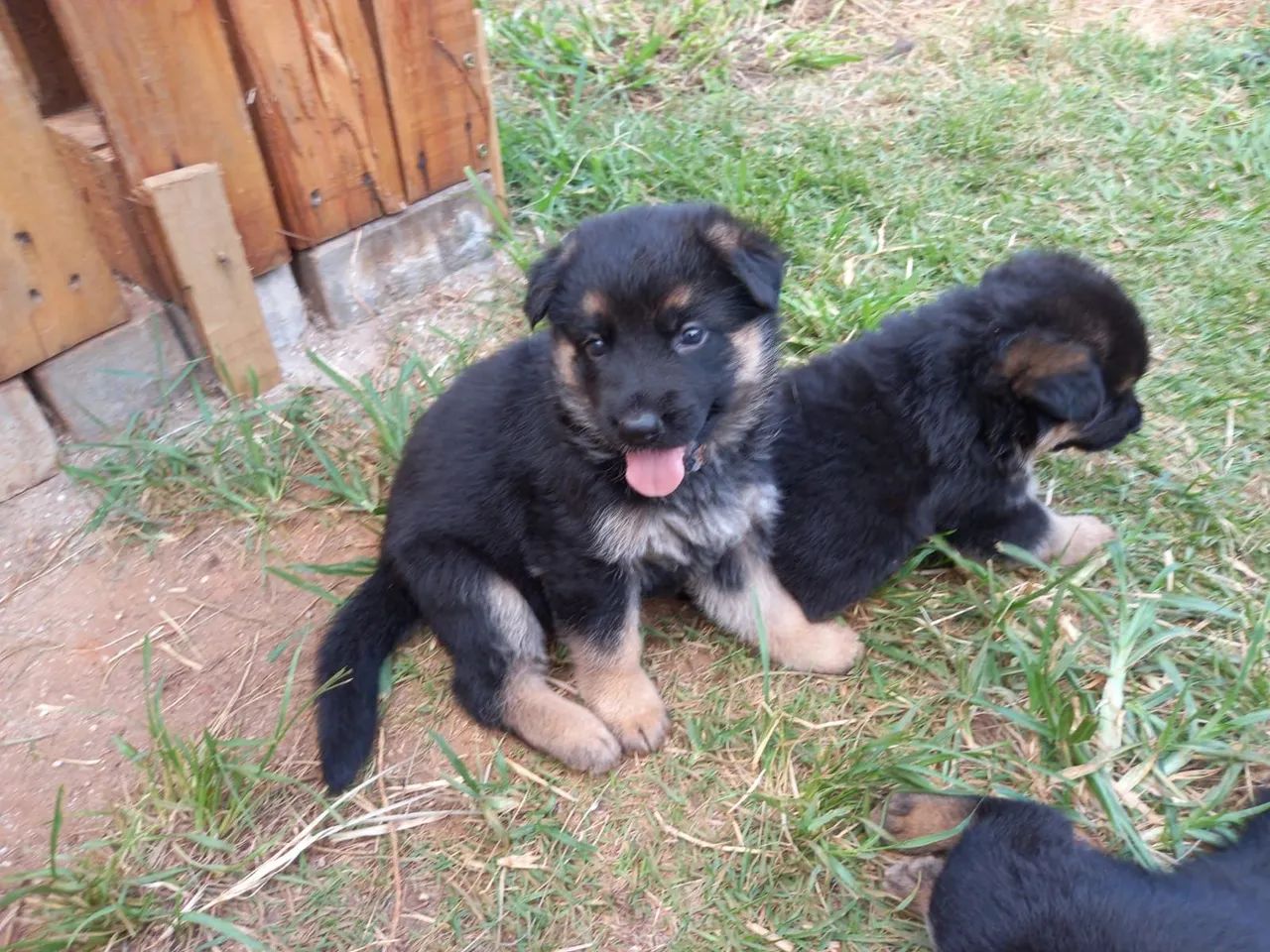 Filhotes Pastor Alemão - Foto 2