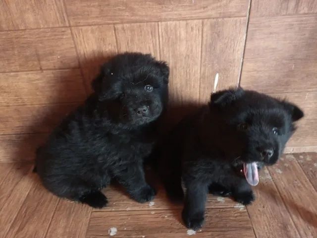 Chow Chow 