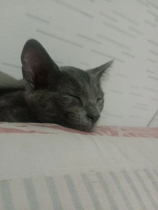 Gatinhas para adoção responsável - Foto 2