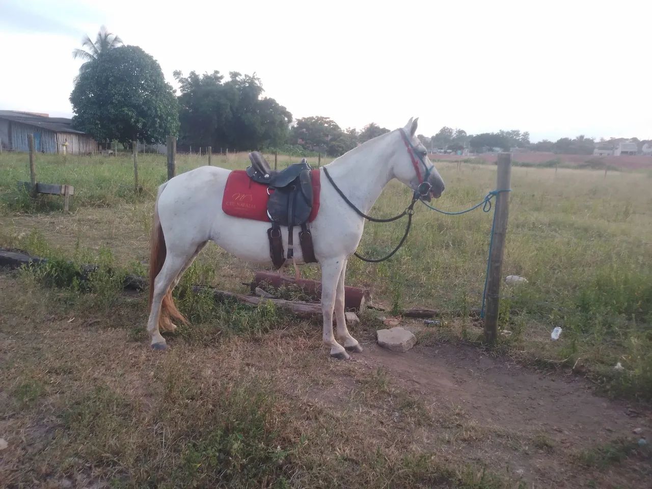 Egua marcha picada  - Foto 5