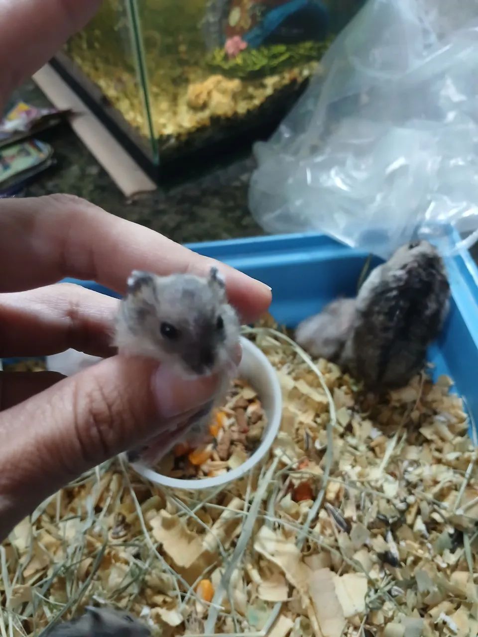 Hamster anão russo  - Foto 3